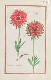Anemones doubles