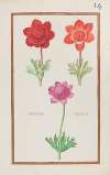 Anemones doubles