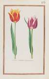 Tulipes bordees printanieres