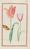 Tulipe la flamboiante ; tulipe de perce
