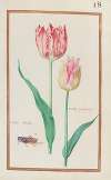 Tulipe variee ; tulipe printaniere