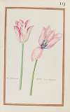 Tul. printaniere ; tulipe drap dargeant