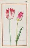Tulipe variee ; tulipe printaniere