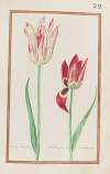 Tulipe variee ; tulipe pirizine ou bonbicine