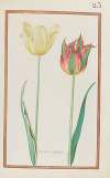 Tulipes variees