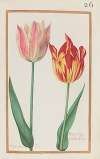 Tulipa mixta olias ; tulipa lutea et rubra mixta