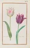 Tulipe printanire ; tulipe bordee