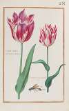 Tulipe variée de trois couleurs ; tulipe foitée blanche et rouge