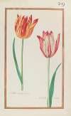 Tulipe variée paletot ; tulipe variée