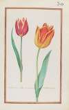 Tulipa atro. rubens oris sulphureis ; tulipa ducalis