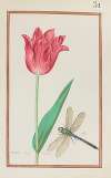 Tulipe drap d’argeant