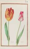 Tulipes variees