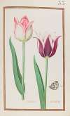 Tulipes bordées