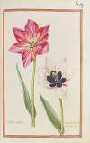 Tulipe variée ; tulipe blanche à fond noir