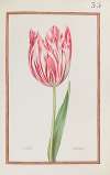 Tulipe variée