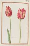 Tulipes variées