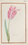 Tulipe jaspee