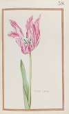Tulipe jaspee