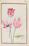 Tulipes variees