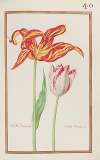 Tulipe flamboiante