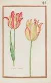 Tulipe variee