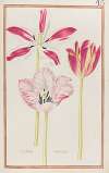 Tulipes variees