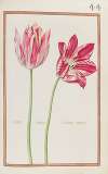 Tulipe jaspee ; tulipe variee