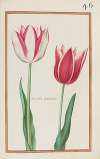 Tulipes bordees