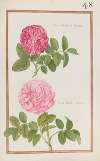 Rosa batavica minor ; rosa bata. maior
