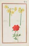 Narcissus africanus major ; narciss. africanus ; grenadier double