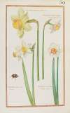 Narcissus omnium maximus ; narcissus albus medio croceus amplo calice ; narcissus albus medio luteus