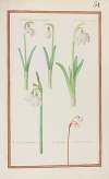 Leuco narcissus precox ; L. narcissus vernus ; L. narcissus polyanthos ; L. narcissus minor autumnalis