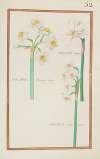 Narcissus simplex ; narcissus pisanus maior ; narcissus narbonensis