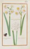 Narcissus albus multiplex medio croceus ; narcissus calcedonicus multiplex ; narcissus calcedonicus