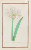 Narcissus tertius mathioli