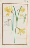 Narcissus hipanicus ; nar. hisp. maior amplo callice ; nar. hisp. pumilius ; narcissus silvestris