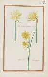 Narcissus silvestris multiplex ; narcissus iuncifolius