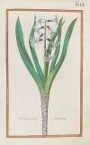 Hyacinthus indicus