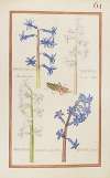 Hyacinthus orien. odoratissimus ; hyacinthus orient. albus ; hyacinthus orientalis polyanthos ; hyacin. orient
