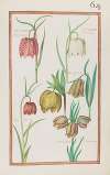 Fritillaria flore cameo ; fritillaria floré albo ; fri. pyrenea ; fri. italica ; fritillar. hispanica