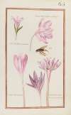 Colchicum flore multiplici; colchicum montanum ; colchi. bysantinum ; colchicum panonicum variegatum