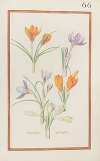 Crocus vernus