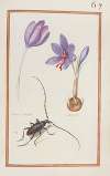 Crocus vernus ; crocus