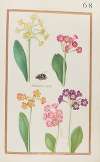 Auricula urcy