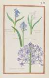 Hyacinthus stellaris germanicus ; hyacin. stellaris germanicus ; hyacinthus stellaris cynericeus major ; hyacintus peruvanus