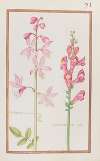 Fraxinella seu diptamus ; antirrhinum rubro