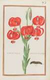 Hemerocallis chalcedonica umbellifera