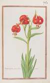 Martagum flore spadiceo precox