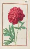 Peonia multiplex foemina