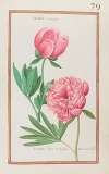 Peonia simplex ; peonia flore multiplici albicante foemina